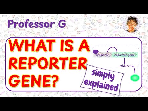 Unlocking The Mysteries Of Gene Expression: The POGIL Advantage