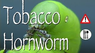 Tobacco Hornworm: Edible & Cautions