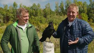 How Smart are Ravens? | Wild Kratts | "Clever the Raven" Wealth
