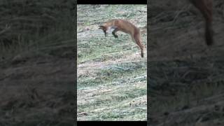 This young Fox going for the Mouse #wildlife #photography #nature #lisa #fox This young Fox going for the Mouse #wildlife #photography #nature #lisa #fox