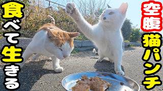 空腹 ボクシング猫 必死に食べて生きる!さくらねこへのエサやり【視聴だけでも猫を助けることになります】支援者様 視聴者様 猫たちに神のご加護を!野良猫の感動猫動画