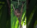 Explore Bohol Philippines 2025 Bohol Boholphilippines 2025 2025shorts Explore Explore Bohol Philippines 2025 Bohol Boholphilippines 2025 2025shorts Explore