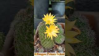 cactus flower #rangpur #governmentschool #ecoclub #cactus #cactusflower