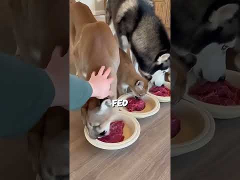 🐆 Pregnant Cougar Got Caught In Trap 🪤🥺 #shorts