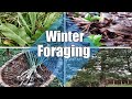 ❄️ Winter Foraging ❄️
My Top 6 Plants To Forage In Winter