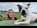The staffordshire bull terrier  fighting dog to champion