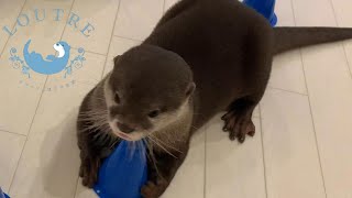 【双子のカワウソ】おだしのごはん当てクイズ　Otter　Odashi, which cone is the food in？