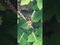 Spider 🕷️