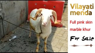 Vilayati Menda For Sale In Mumbai Kalyan Vilayati Sheep Bakra World Mr:hb Eid 2021