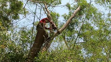Cưa cây tràm bông vàng F,1. Sawing the yellow cotton melaleuca tree F 1