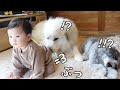 【悲劇】生後9ヶ月の妹に顔の前でう○ちされた超大型犬の反応がこちらですw|グレートピレニーズ