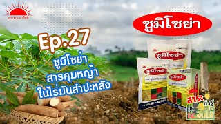 EP 27 ซูมิโซย่า สารคุมหญ้าในไร่มันสำปะหลัง