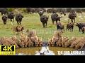 4K African Wildlife: Experience the Magnificent Moments of Wild Animals in 4K Clarity!