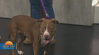 Fox 8 News/New Day Cleveland- Fido's Companion