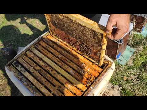 Видео: Как да създадем и поддържаме силно пчелно семейство