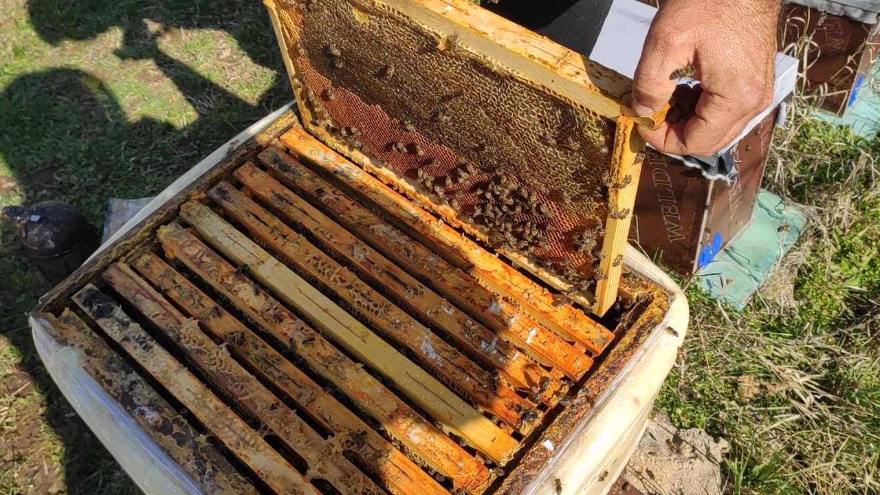 Пролетно развитие на пчелните семейства (ДБ)- стесняване. подхранване с протеинова питка и затопляне