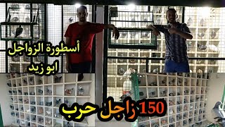 بدك حمام مراجل عند ابو زيد الزواجل كش 150 طير زاجل حرب على اجمل سطح