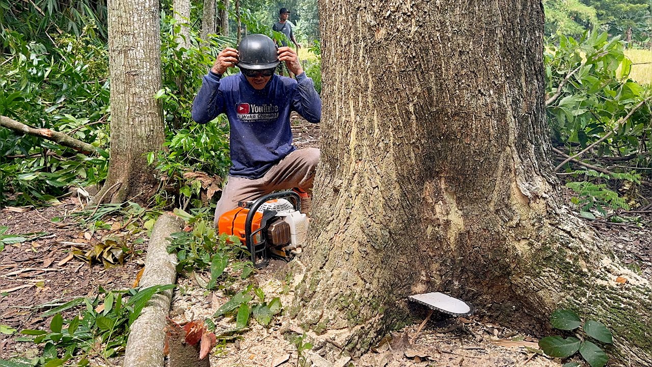 Towering High... Felling of 2 trembesi trees until evening ‼️ - YouTube