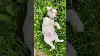 Squid’s new baby brother! | Jack Russell / Beagle “Jackabee” puppy  #dogs #puppies #cute