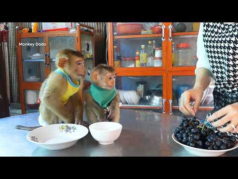 Patient Little Helpers! Dodo & Tiny Donal Waiting For Mom's Grape Snack