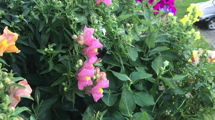 Xylocopa iris, Carpenter bee