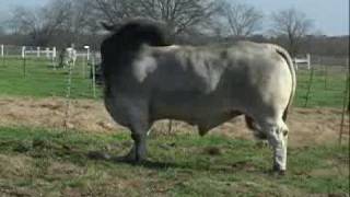 JDH ATLAS MANSO 328/3