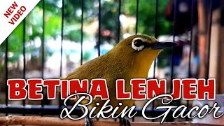Dijamin respon!!! Call PLECI BETINA super LENJEH BIKIN PLECI mana saja bakalan GACOR