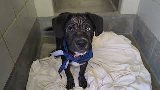 Acs A809691