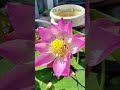 Big Lotus Blooming🪷 In My Garden ❤️ Ravindra Aquatic Bliss -9950142501