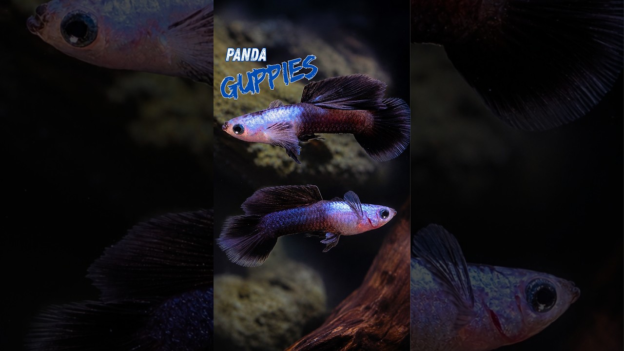 The Surprising Story Behind the Panda Guppy