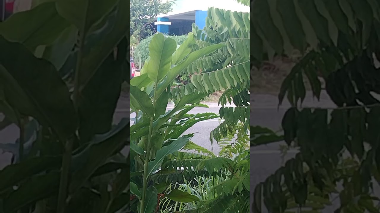 Jerita Uyoh Tusun ke 2