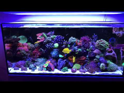 Red Sea Reefer 350 1 Year Anniversary!! 🎈 - YouTube