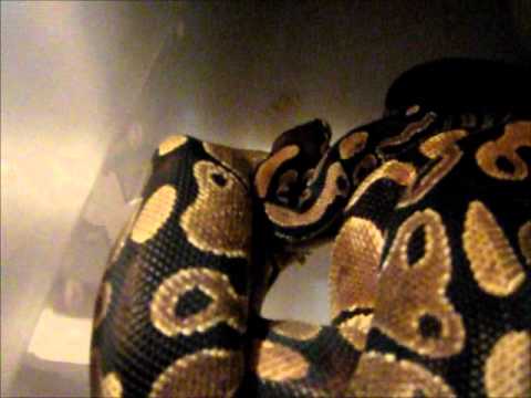 camera iphone 8 plus apk Lock Up #7- Normal x Normal ~ Robert Rose Reptiles