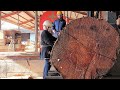 #38【製材】この赤樫は、祭りの山車としていずれ大暴れするでしょう。This Quercus acuta will eventually rampage as a festival float.