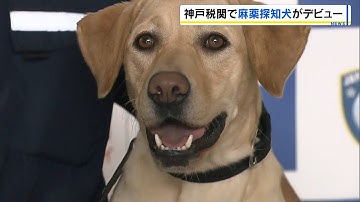 神戸税関で麻薬探知犬「ハードル号」がデビュー　神戸空港などでスーツケースなどから薬物を見つけ出し摘発を目指す（2025年10月17日）
