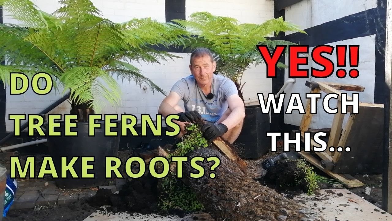 Do Tree Ferns grow roots? YES! Watch this...Dicksonia Antarctica YouTube