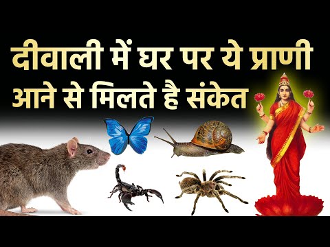 वीडियो: क्या कीड़ों को जानवर माना जाता है?