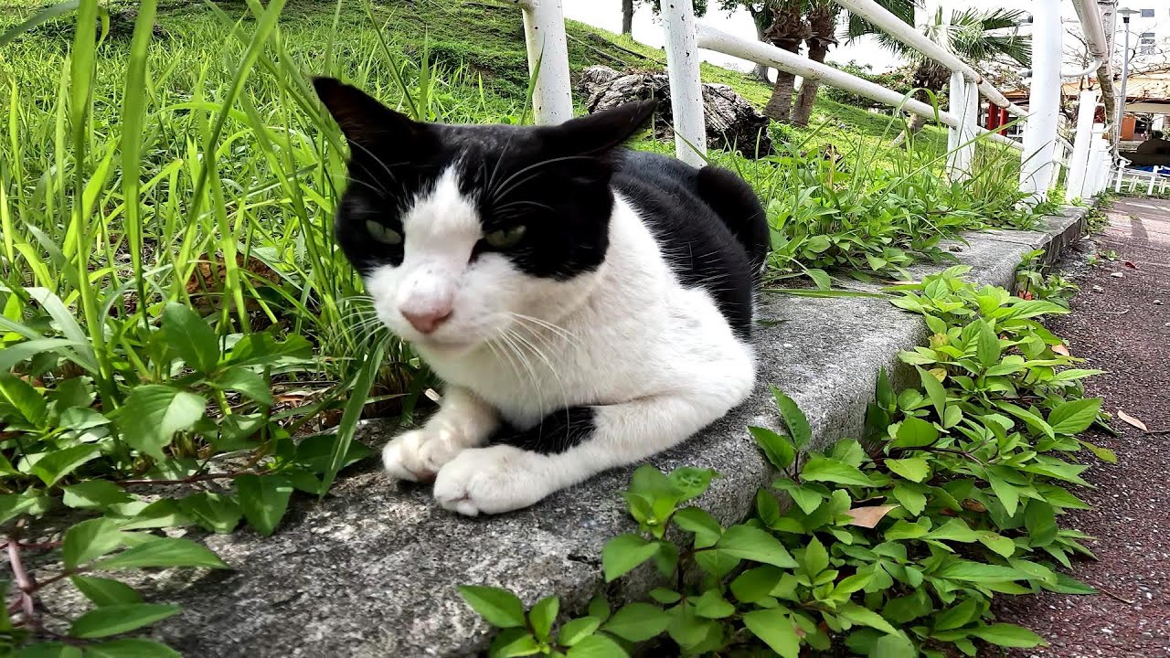 リラックスできる音楽と猫。睡眠音楽。やっぱり猫が好き。野良猫の日常