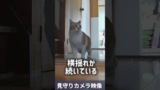 地震発生…そのとき猫は【非常時に本性が出る #猫武将 #元野良猫チャチャ #ねこ #ネコ #猫 #地震