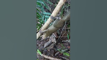 bẫy sóc,chuột bằng dây cáp phanh xe  khá hay