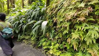 Rainforest Botanical Garden Waterfall in Hawaii...and Crayfish!