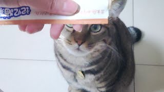 聪明小猫巧夺食
