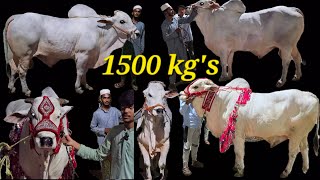 Biggest Ongole bull's available in Hyderabad | Top quality ongole bull's available in Misrigunj Hyd