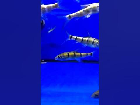 Acrossocheilus fasciatus 光唇魚 YouTube