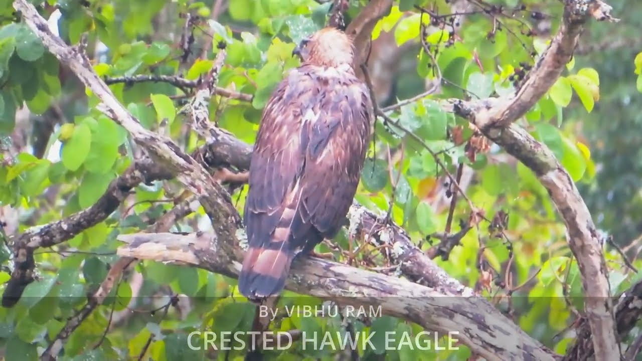 Crested hawk eagle