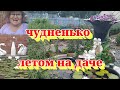 #Обзор#дачи,#сало в #смокер#грили и #просто,#прогулка.