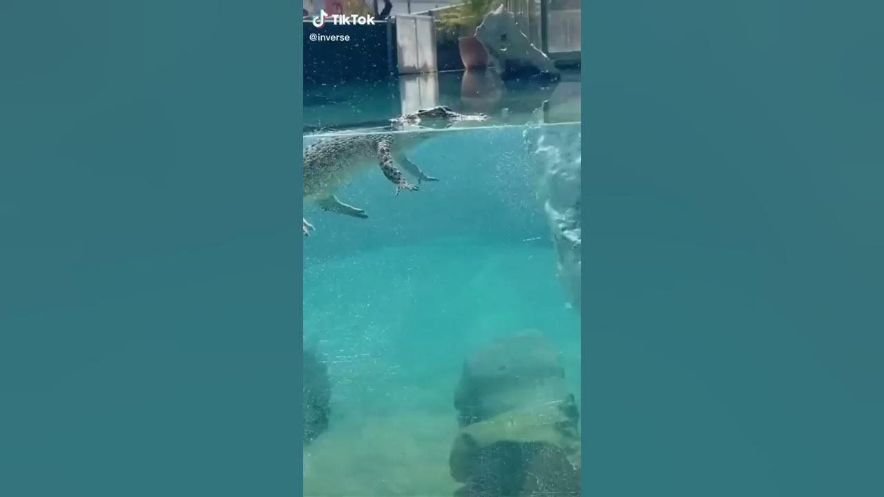 How alligators swim underwater alligator unseen shorts 