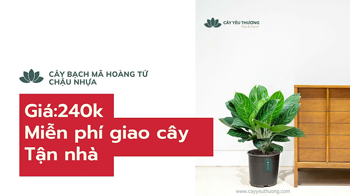 Cây bạch mã hoàng tử nên đặt hướng nào năm 2024