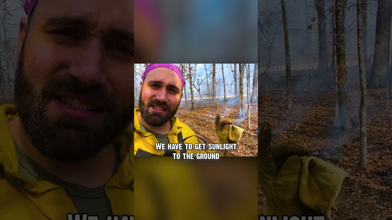 Should I burn in a Closed Canopy Forest?