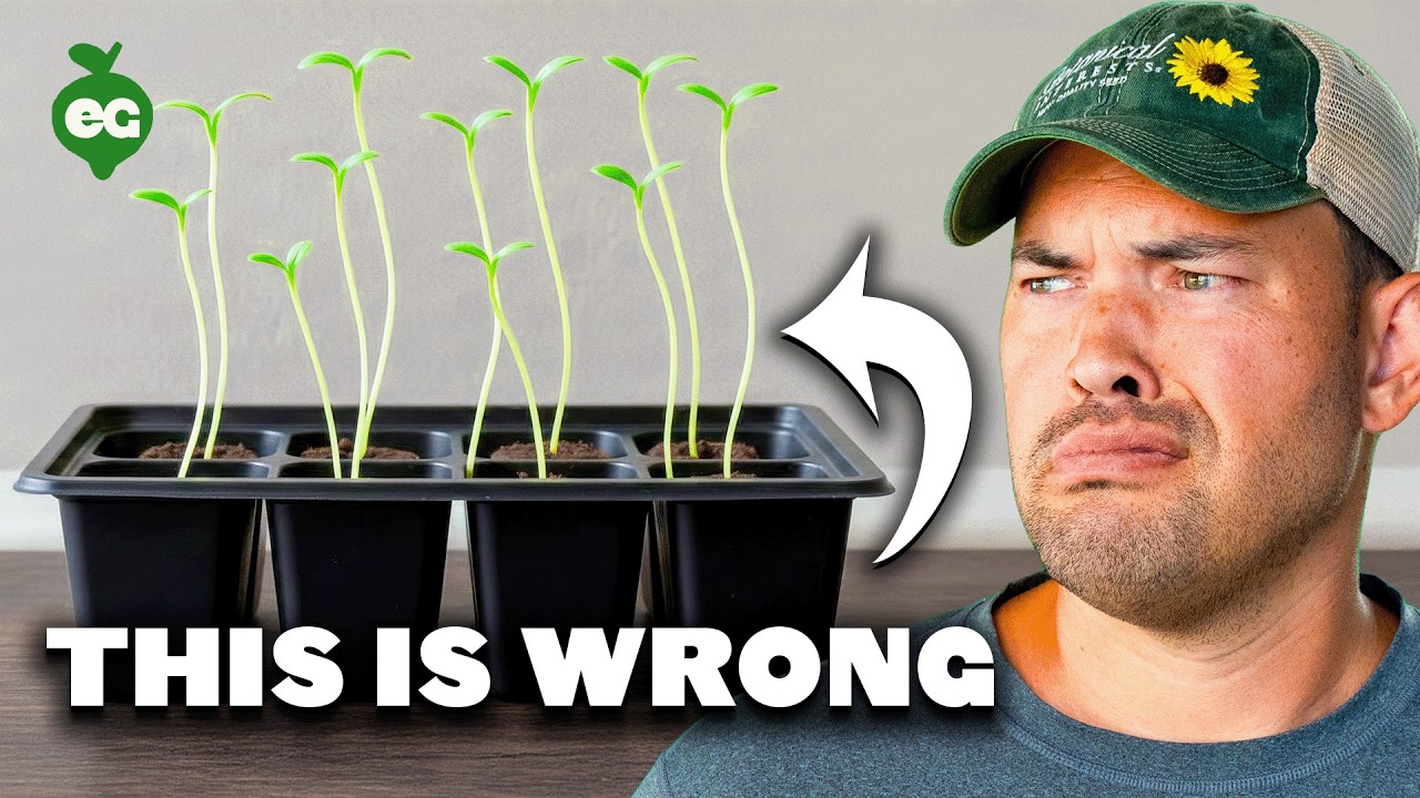 How To Start Seeds Indoors Under Lights (COMPLETE GUIDE)